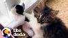 Cat Who Loves Stuffed Animals Finally Gets A Real Sibling The Dodo
