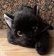 Dousin Realistic Cat Stuffed Animal Real Series Kuroneko Original Plush L-size