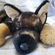 Douglas Mya German Shepherd Puppy Dog 14 Plush Stuffed Animal Laying 2021 #1644