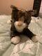 Douglas Cosmo Tortie Cat Plush Stuffed Animal 10 Flaw