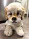 Realistic Golden Retriever Puppy Dog Plush Toy Animal