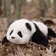 Weighted Stuffed Animals Panda Collection Menglan Handmade Realistic Giant P